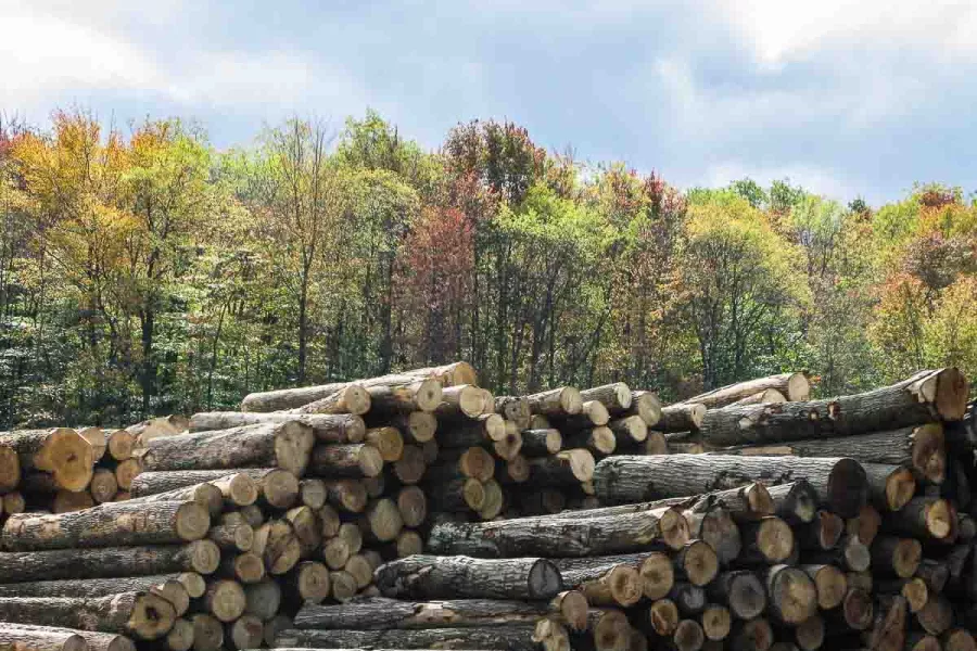 logs from certified forest in Kane yard