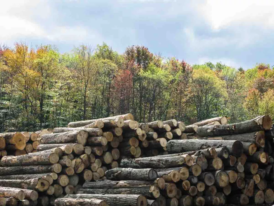 logs from certified forest in Kane yard