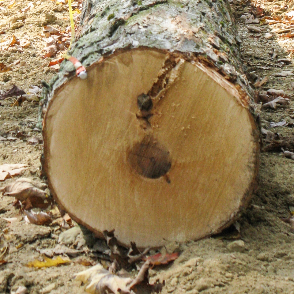 end of a hard maple log