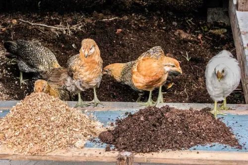 chickens, dust, and compost