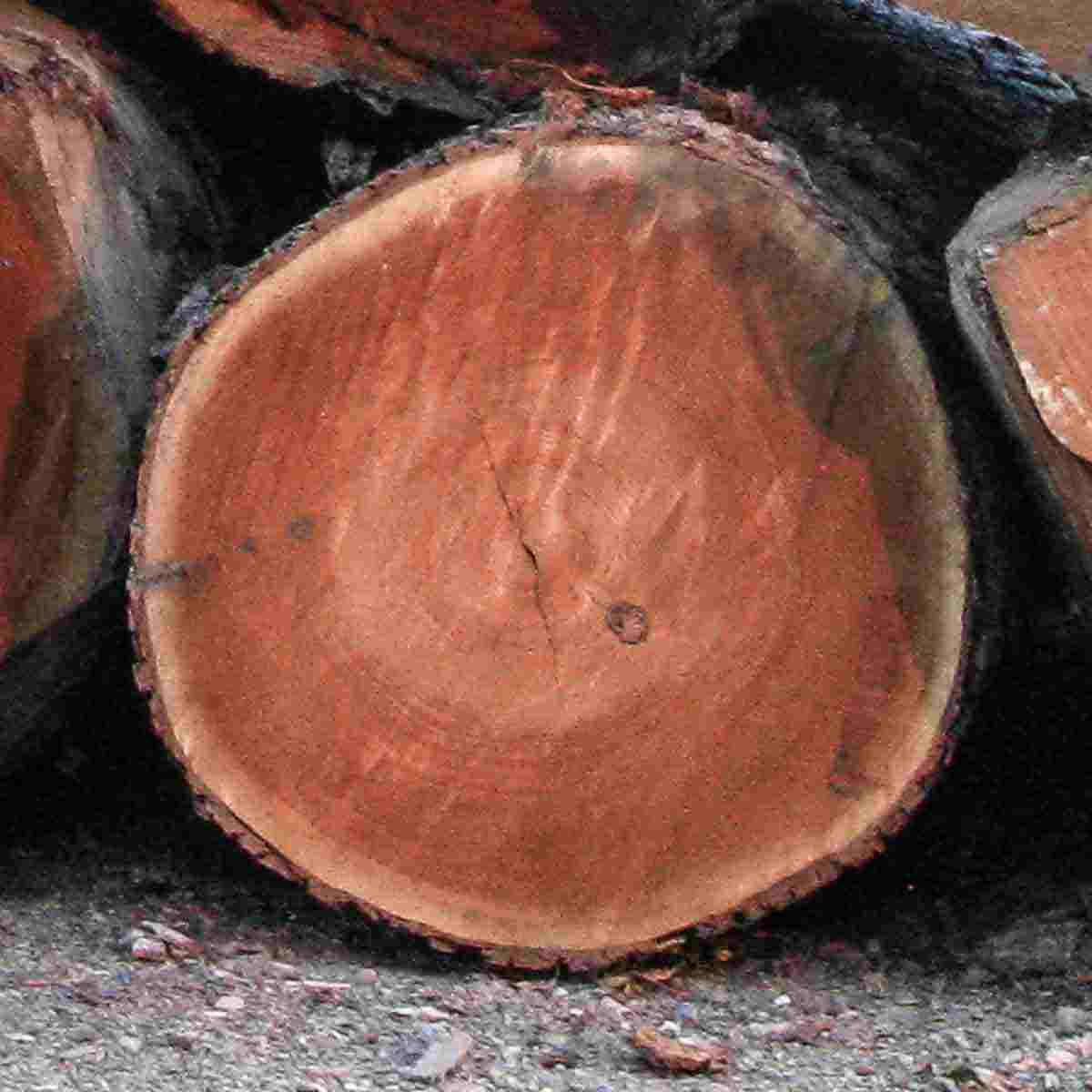 end of a cherry log