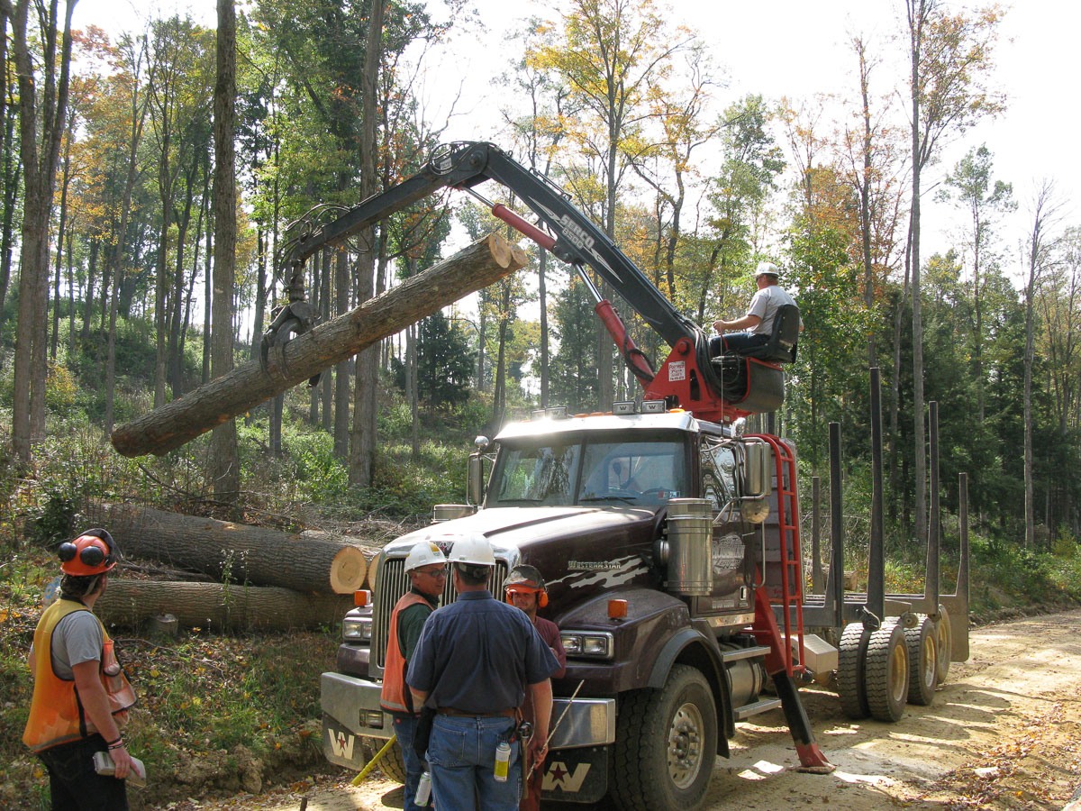 loading maple logs for a trip to the mill