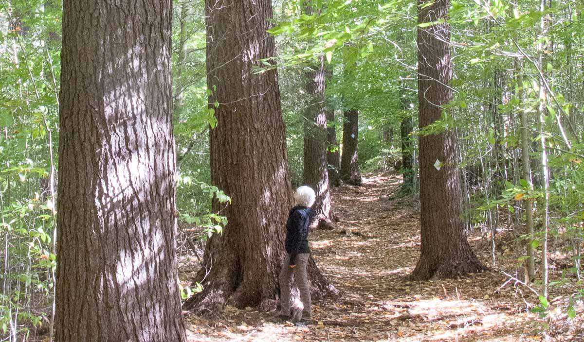 Leslie in FSC forest of tall trees